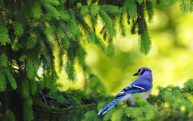  Small Blue Bird on Pine Tree
