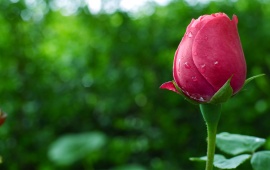 A Perfect Rose Bud (click to view)
