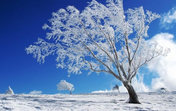 A Tree Alone In The Winter