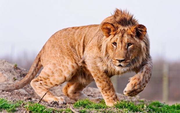 A Young Lion Walking