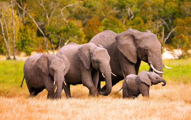 African Elephant Family In Kenya