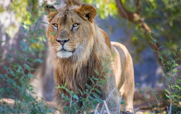 African Wild Lion