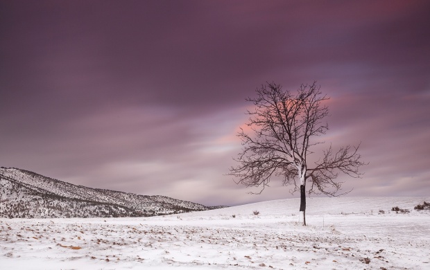Alone Frozen Tree In Winter Snowy