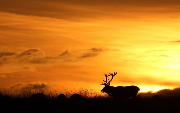 Amazing Deer Sunset