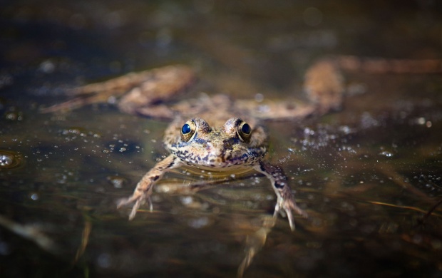 Amphibian Frog In Water