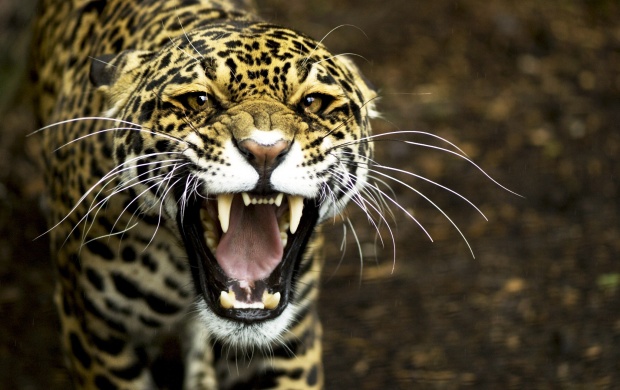 Angry Predator Leopard
