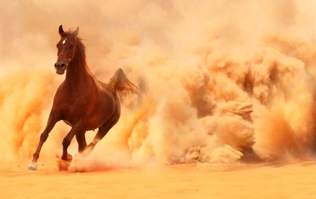 Arabian Horse Running Out Of The Desert Storm