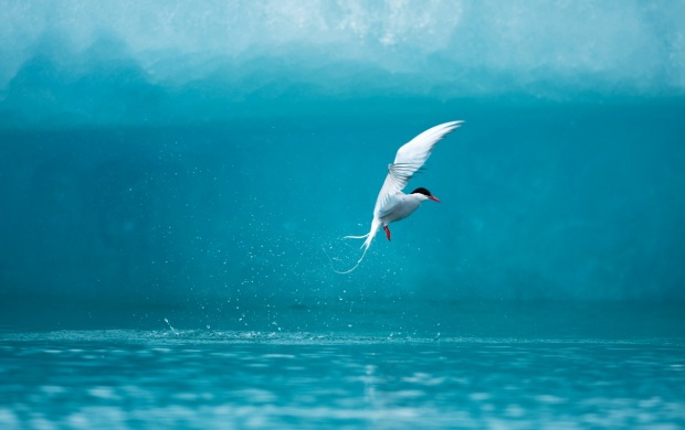 Arctic Tern Wide