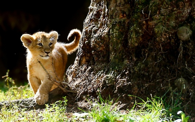 Asian Lion Cubs