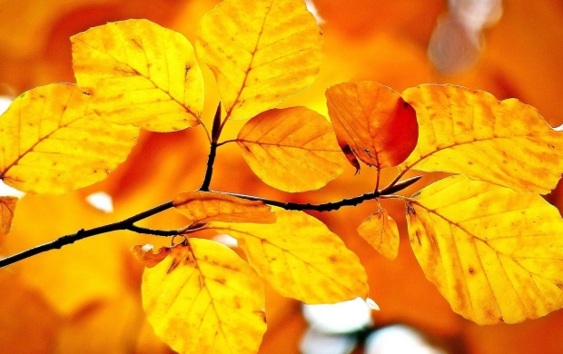 Autumn Branch Leaves