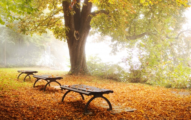Autumn Fall Tree Bench