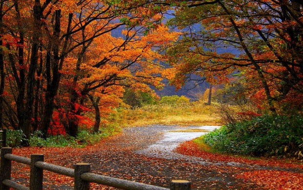 Autumn Forest And Asphalt Road