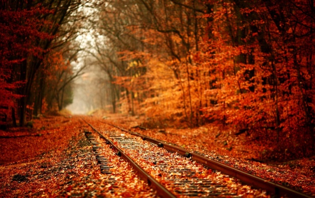 Autumn Forest And Railroad