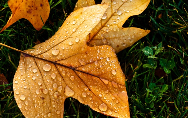 Autumn Leaf with Water Drops