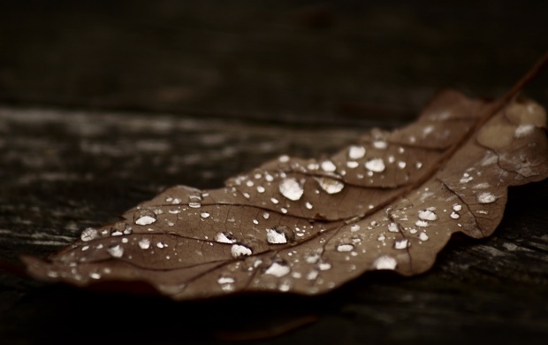 Autumn Leaf With Water Drops