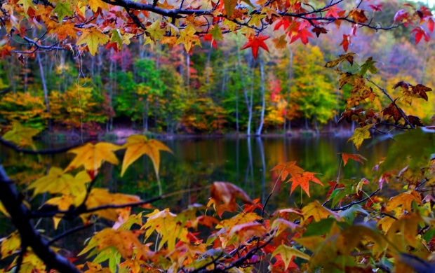 Autumn Leaves And Lake