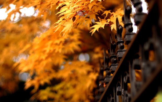 Autumn Leaves And Lattice Fence