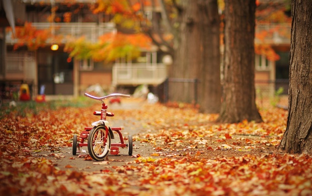 Autumn Leaves In Tricycle