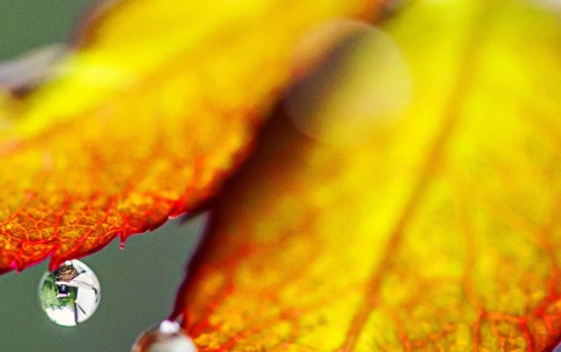 Autumn Leaves On Cute Rain Water Drops