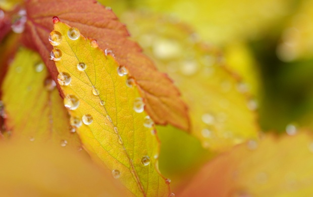 Autumn Yellow Leaves On Drops