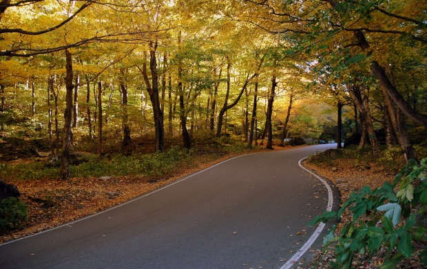 AutumnForest Road