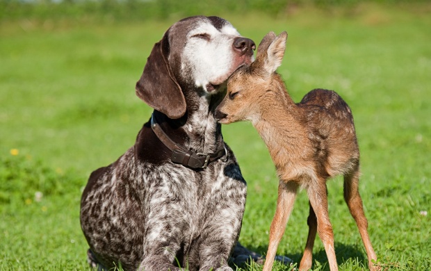 Baby Deer And Dog