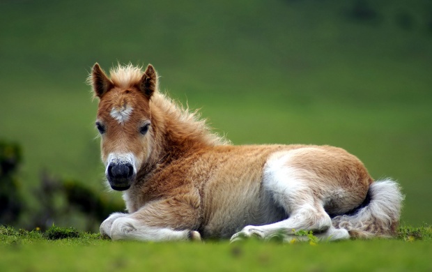 Baby Horse Sitting On Grass