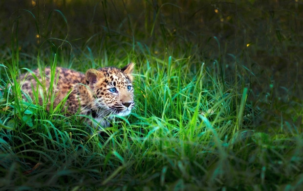 Baby Leopard In Grass