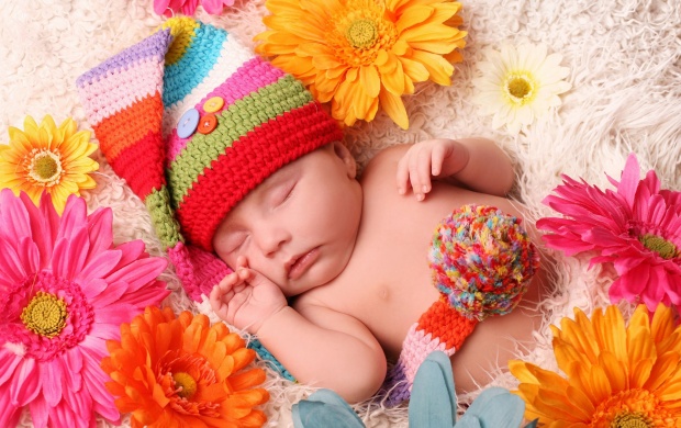 Baby Sleeping Gerbera Flowers