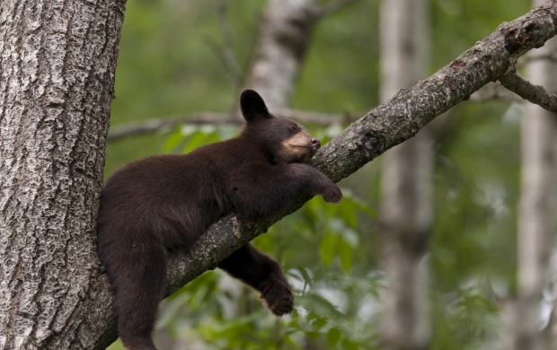 Bear Sleep On Tree Branch