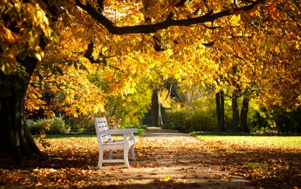Beautiful Autumn Park And Bench