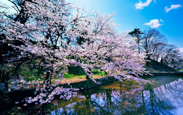 Beautiful Cherry Blossom Trees