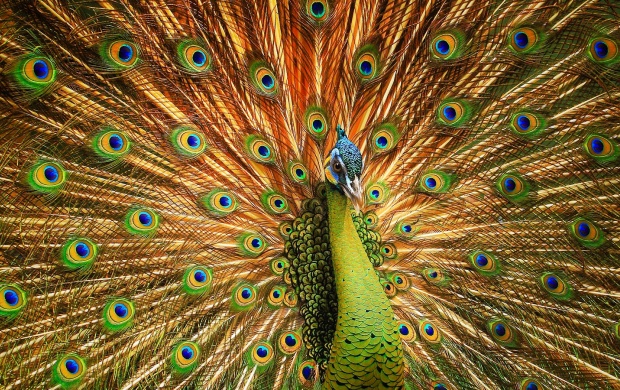 Beautiful Cute Peacock
