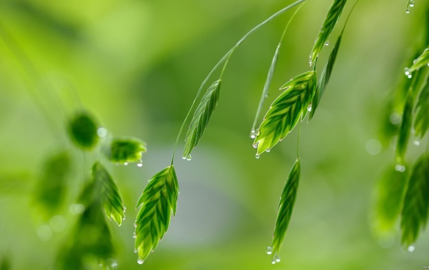 Beautiful Green Water Drops