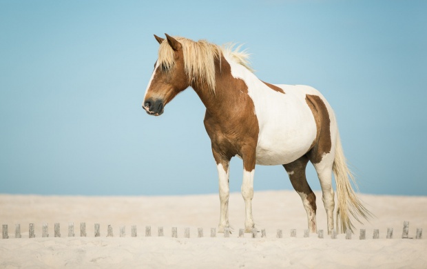 Beautiful Horse On Sand