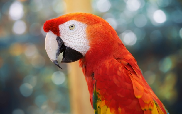 Beautiful Parrot And Beak