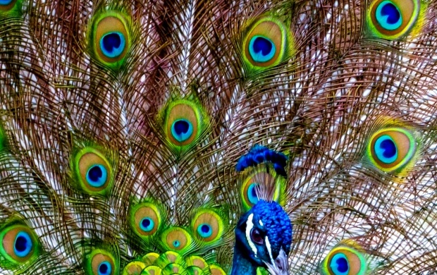 Beautiful Peacock Tail