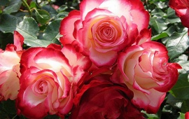 Beautiful Pink Roses (click to view)