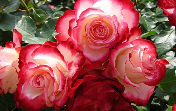Beautiful Pink Roses