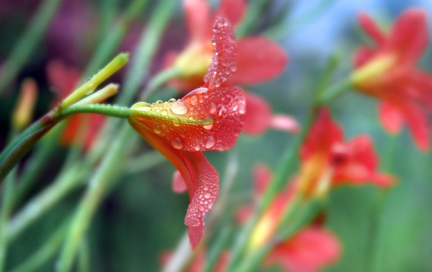 Beautiful Rain Flowers