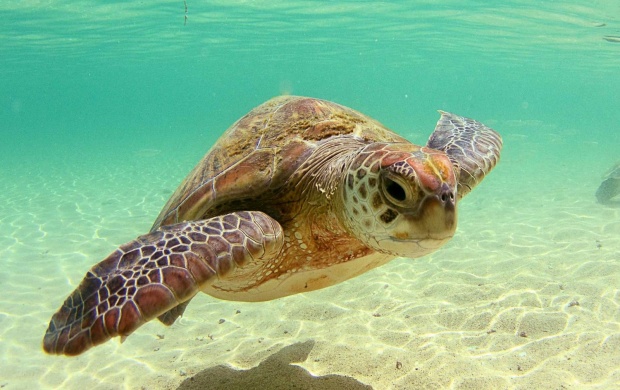 Beautiful Sea Turtle
