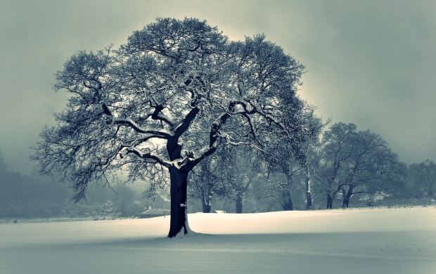 Beautiful Snowed Tree