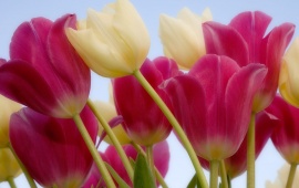 Beautiful Tulips (click to view)