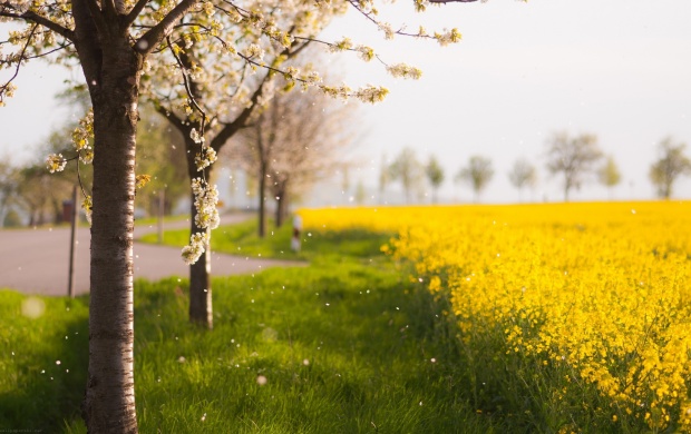Beautiful Yellow Flowers And Trees
