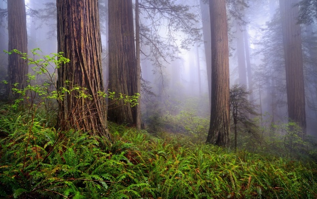 Beauty California Morning Forest