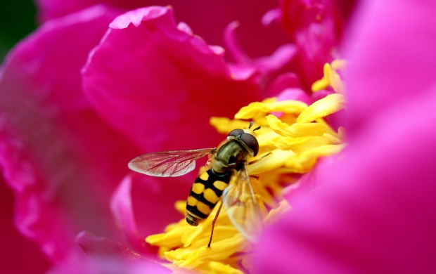 Bee On Pink Flowers
