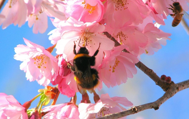 Bees In The Cherry Tree