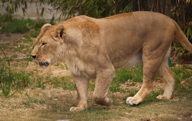 Big Lioness