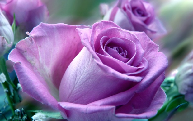 Big Purple Rose