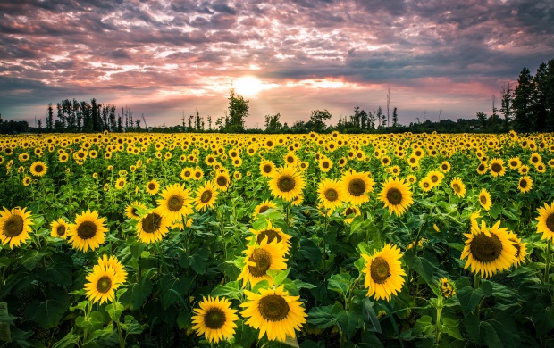 Big Sunflower Field